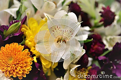 White Alstroemeria flower in the middle of the flower bouquet Stock Photo