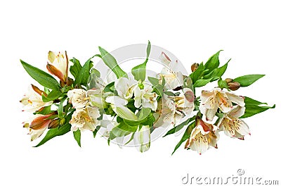 White alstroemeria flowers branch on white background isolated close up Stock Photo