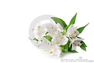 White alstroemeria flowers corner on white background isolated close up, lily flowers bunch for decorative border Stock Photo