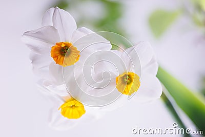 3 white Amaryllidaceae fresh flower Stock Photo