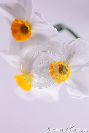 3 white Amaryllidaceae fresh flower Stock Photo