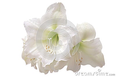 White amaryllis Stock Photo