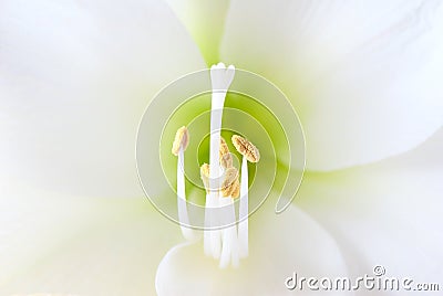 White amaryllis flower Stock Photo