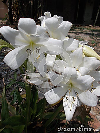 White amaryllis flower in closeups or lilys, lilies Stock Photo