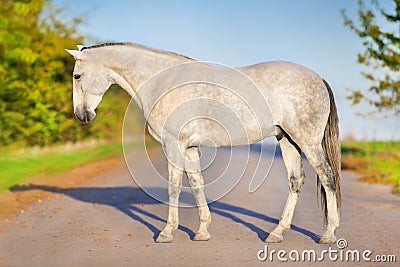 Horse exterior outdoor Stock Photo