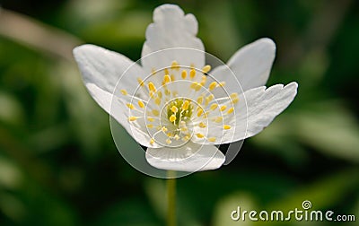 White anemone - 1 Stock Photo