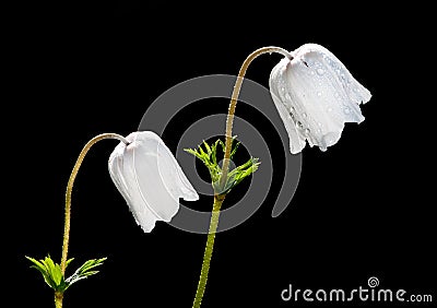 White Anemone coronaria flowers Stock Photo