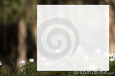 White anemone early spring flowers Stock Photo