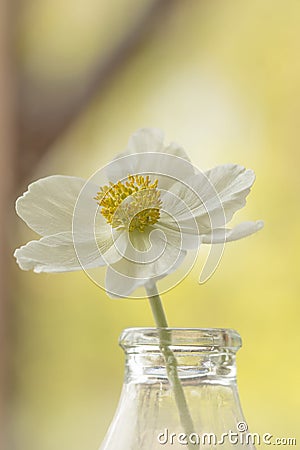 White anemone, flooded with light Stock Photo