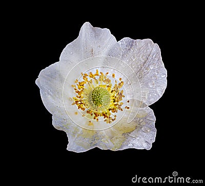 White anemone flower isolated on black Stock Photo