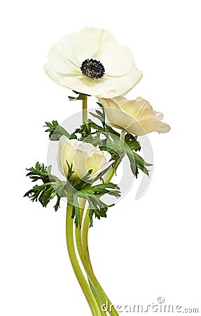 White anemone flowers in a bouquet Stock Photo
