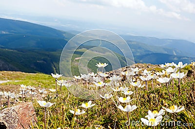 White anemone flowers Stock Photo