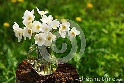 White anemones in glass jar on old stump in meadow copyspace Stock Photo