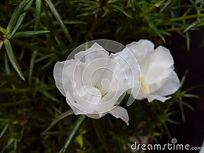 White Angel Stock Photo