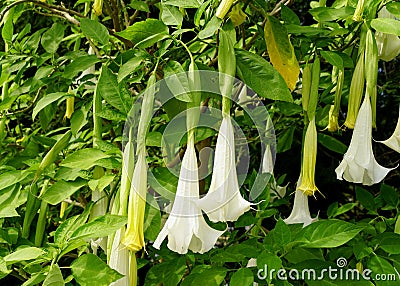 White Angel`s Trumpet Brugmansia `Cypress Gardens` flower Stock Photo