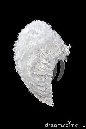 White angel wing Stock Photo