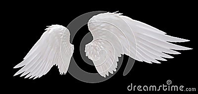 White angel wing Stock Photo