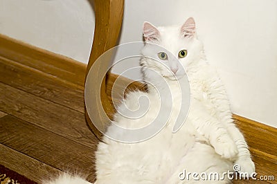 White Angora cat close-up lies on the floor with his back resting on the white wall. Expressive emotion of surprise Stock Photo
