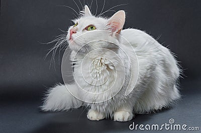 White angora cat 04 Stock Photo