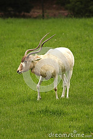 White Antelope, Addax Stock Photo