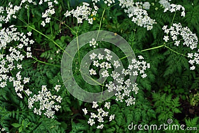 White Anthriscus chervil blooming flower on green leaves background Stock Photo