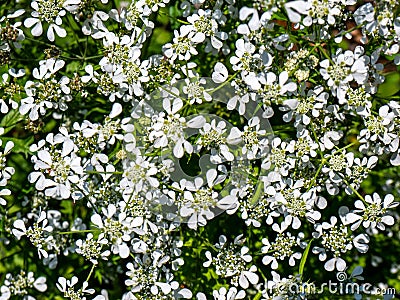 White Anthriscus flowers with green leaves top view Stock Photo