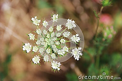 White anthriscus sylvestris flower on green a leaves Stock Photo