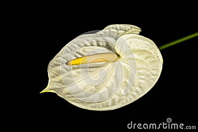 White anthurium on black background. Stock Photo