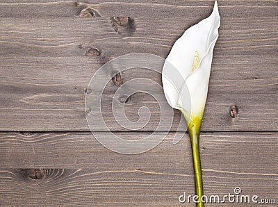 White anthurium flower Stock Photo