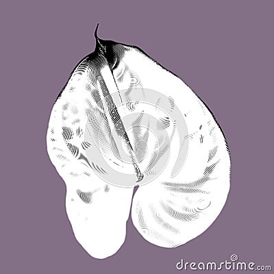 white anthurium with a pink edge. graphic realistic illustration of a flower. beautiful anthurium Cartoon Illustration