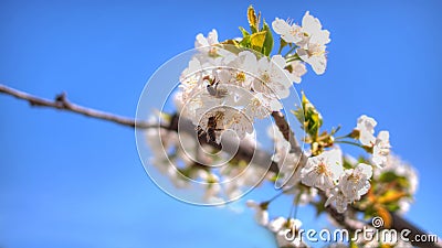 White aplle blossom in Valencia Stock Photo