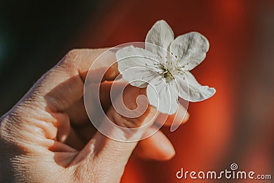 White apple blossom in hand. spring flowering of trees Stock Photo