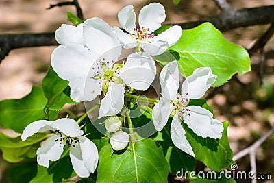 White Apple Flowers. Beautiful flowering apple trees. Background with blooming flowers in spring day. Blooming apple tree Malus Stock Photo