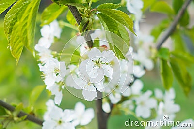 White apple flowers on the green tree Stock Photo
