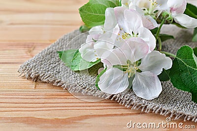 White apple flowers on a rag napkin on a wooden table Stock Photo