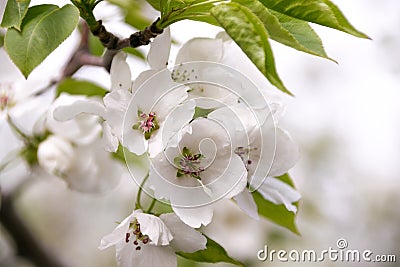 White apple tree flowers closeup. Blooming in a sunny day Stock Photo