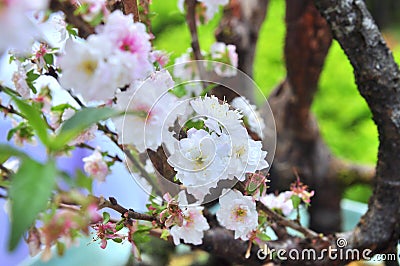 White apricot blossom in the spring Stock Photo