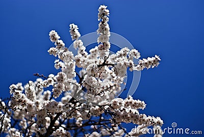 White apricot flowers Stock Photo