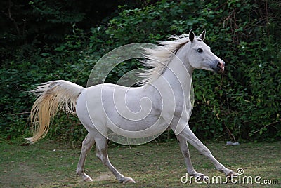 White arabian horse Stock Photo