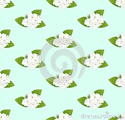 White Arabian Jasmine on Green Mint Background. Vector Illustration. Vector Illustration