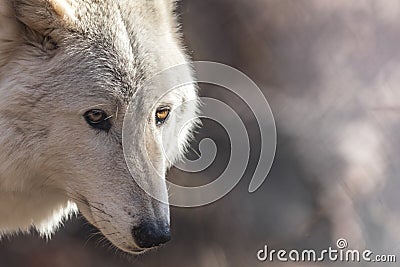 White Arctic wolf has beautiful golden eyes Stock Photo