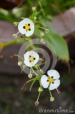 White arrow head flower Stock Photo