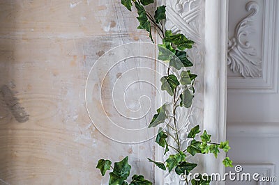 White art stucco gypsum wall with a grean loach branch on it Stock Photo