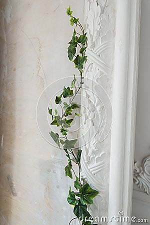 White art stucco gypsum wall with a grean loach branch on it Stock Photo