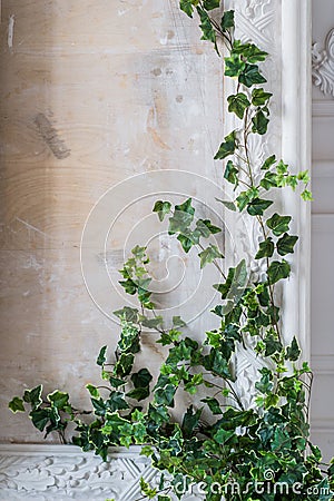 White art stucco gypsum wall with a grean loach branch on it Stock Photo