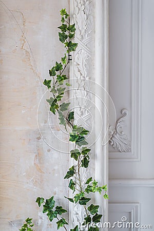 White art stucco gypsum wall with a grean loach branch on it Stock Photo