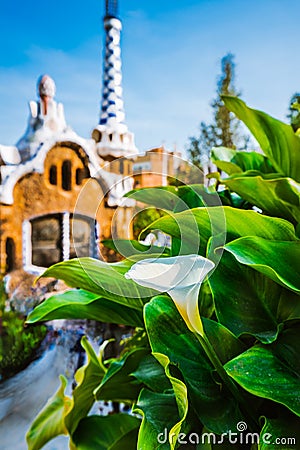 White Arum flower and green leaves in front of colorful mosaic building in Park Guell. Evening warm light. Barcelona Stock Photo