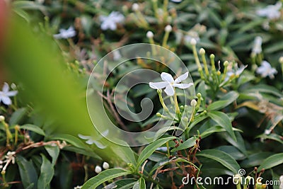 White Ashoka Flower with Blurred Leaves in The Front Stock Photo