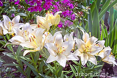 White asiatic lilies Stock Photo