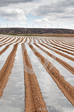 White asparagus field in Tudela, Navarra (Spain) Stock Photo